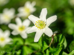 Windrose